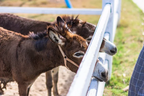 Hayvanat bahçesindeki atlar