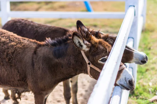 Hayvanat bahçesindeki atlar