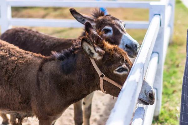 Hayvanat bahçesindeki atlar