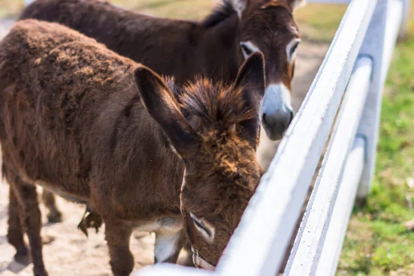 Koně Zoo — Stock fotografie