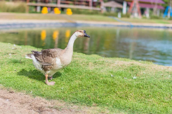 Ganso Zoológico — Fotografia de Stock