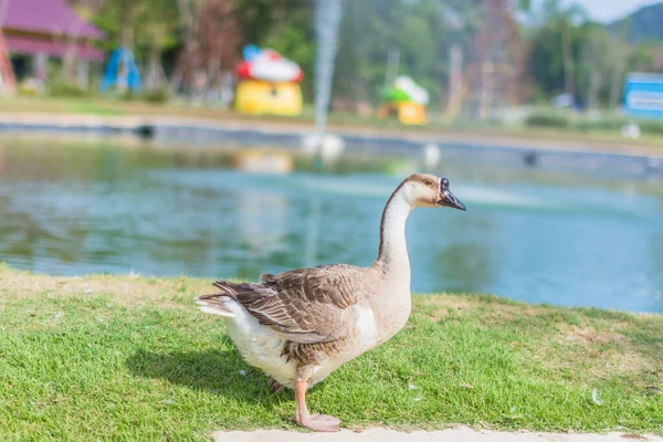 Ganso Zoológico — Fotografia de Stock