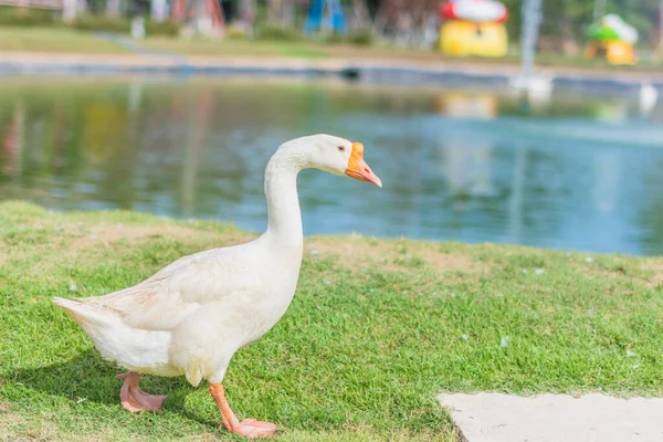 Ganzen Dierentuin — Stockfoto