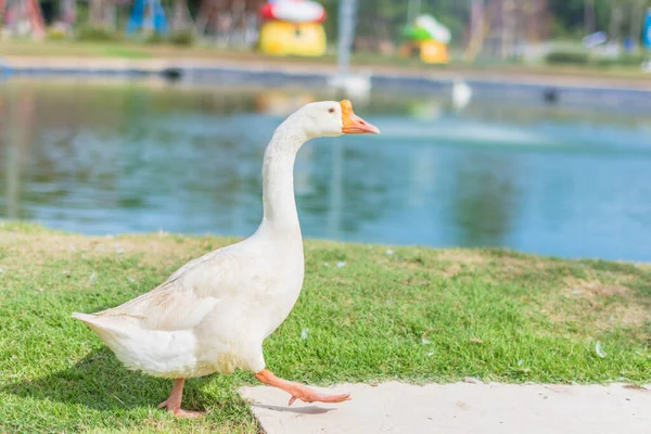 Ganzen Dierentuin — Stockfoto