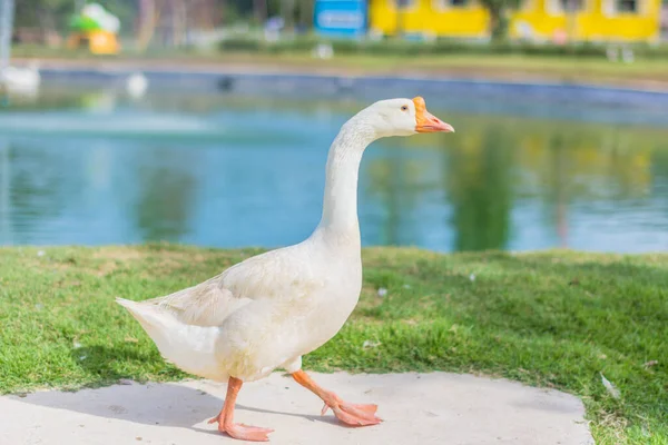 Ganso Zoológico — Fotografia de Stock