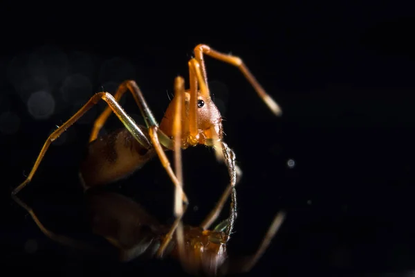 Makrospinne Auf Glas — Stockfoto