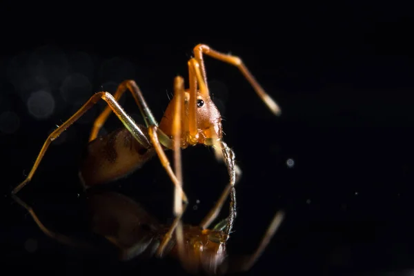 Macro Aranha Vidro — Fotografia de Stock