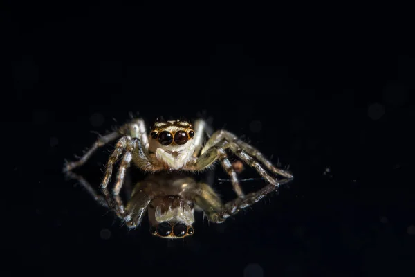 Makro Spinne Auf Spiegel — Stockfoto