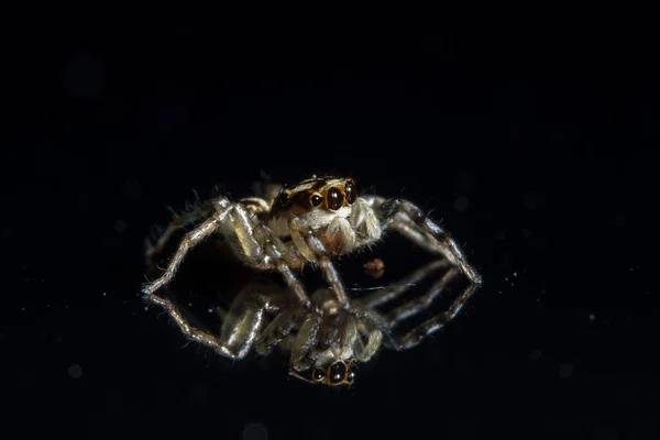 Μακρο Αράχνη Γυαλί — Φωτογραφία Αρχείου