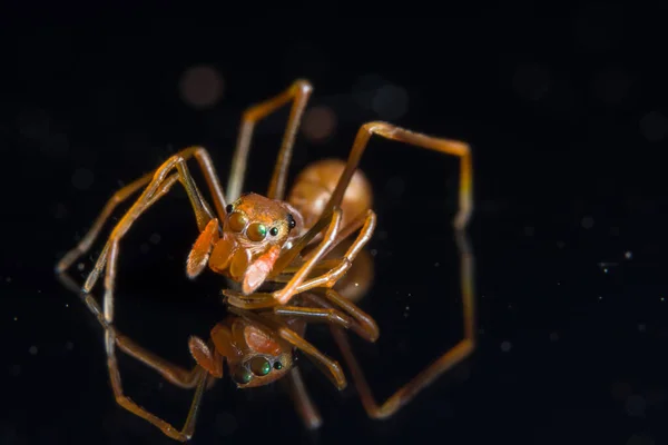 Aynadaki Makro Örümcek — Stok fotoğraf