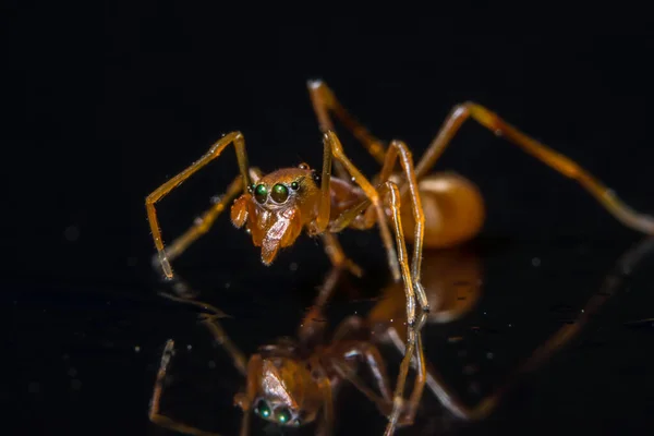 Yakın Çekim Bir Örümcek — Stok fotoğraf