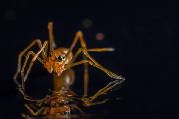 Prenez Une Araignée Gros Plan — Photo