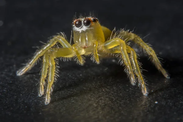 Närbild Spindel — Stockfoto