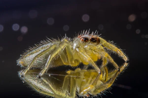 Pegue Uma Aranha Close — Fotografia de Stock