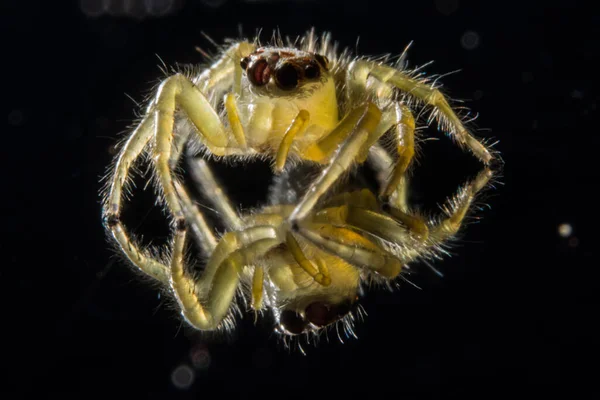 Närbild Spindel — Stockfoto