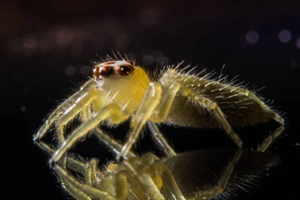 Pegue Uma Aranha Close — Fotografia de Stock