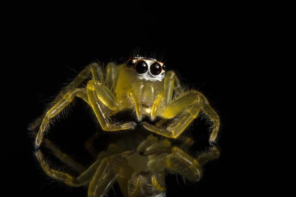 Makro Pavouk Skle — Stock fotografie