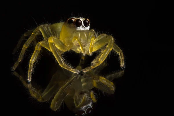 Camdaki Macro Örümceği — Stok fotoğraf