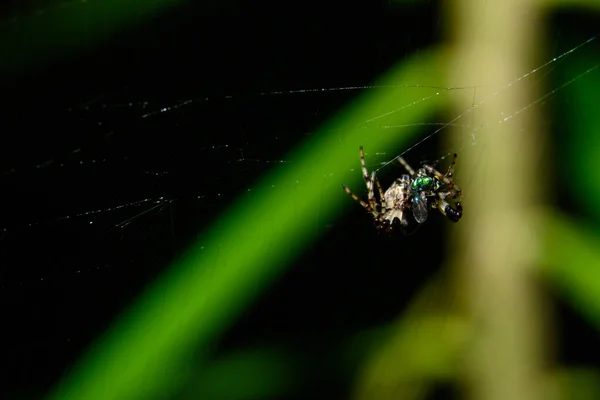 Makrospinne Auf Dem Spinnennetz — Stockfoto