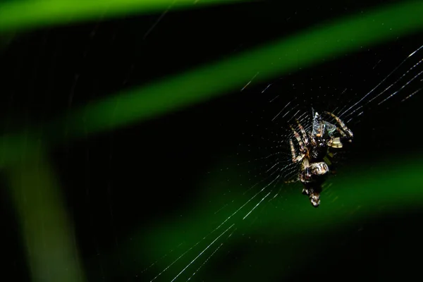 蜘蛛网上的宏观蜘蛛 — 图库照片
