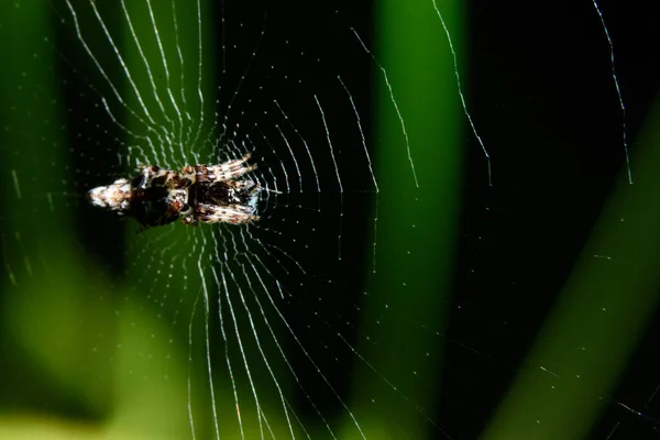 Makro Pavouk Vrcholu Pavučiny — Stock fotografie