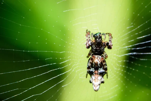 Makro Pavouk Vrcholu Pavučiny — Stock fotografie