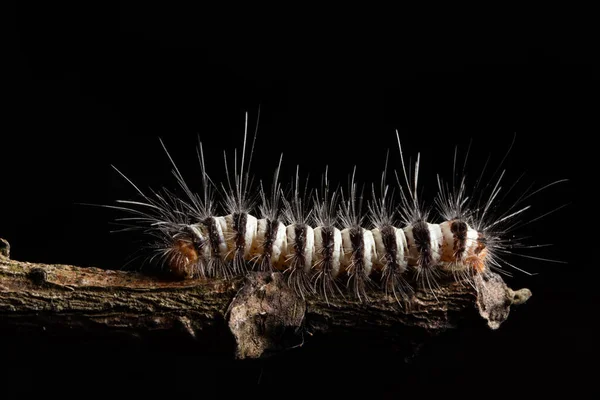 Macro Worm Branch — Stock Photo, Image