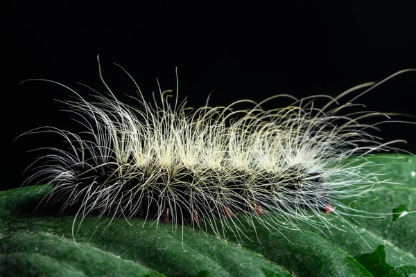 Hintergrund Makro Raupe Auf Einem Blatt — Stockfoto