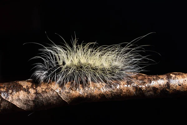 Yaprağın üzerindeki Macro tırtılı.