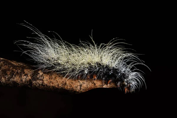 Yaprağın üzerindeki Macro tırtılı.