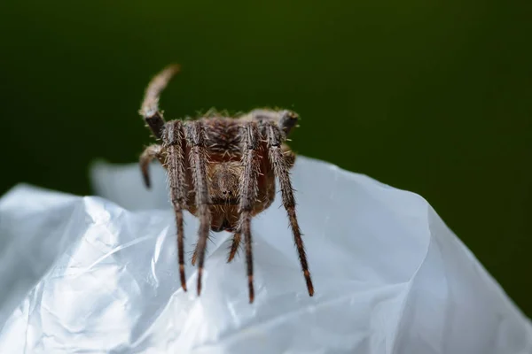 Makrospinne Auf Dem Blatt — Stockfoto