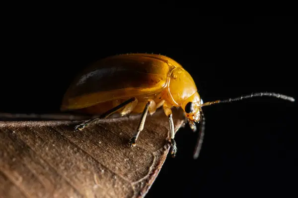 Macro Ladybug Branch — Stock Photo, Image