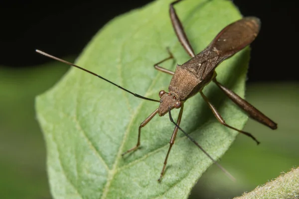 Hemiptera Folha Sobre Folha — Fotografia de Stock