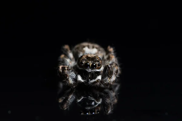 Macro Spider Espejo Negro — Foto de Stock