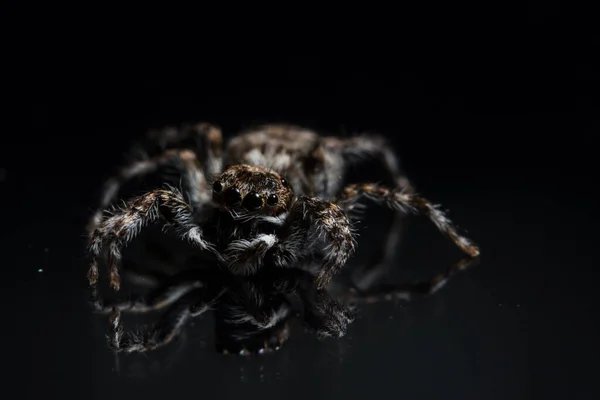 Makro Spider Auf Schwarzem Spiegel — Stockfoto