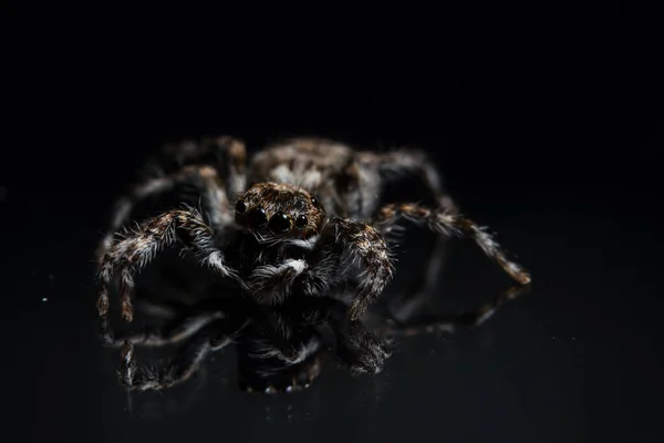 Makro Spider Černém Zrcadle — Stock fotografie