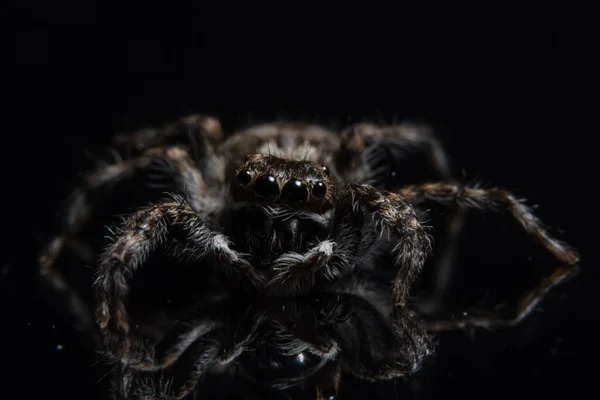 Macro Spider Black Mirror — Stock Photo, Image