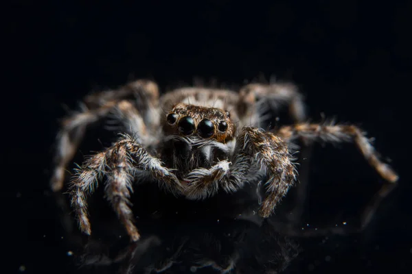 Makro Spider Auf Schwarzem Spiegel — Stockfoto