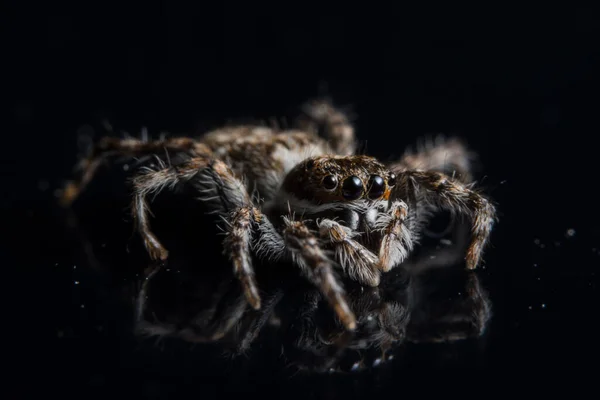 Makro Pająk Czarnym Lustrze — Zdjęcie stockowe