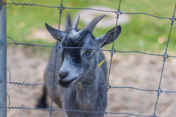 Hayvanat bahçesinde keçi