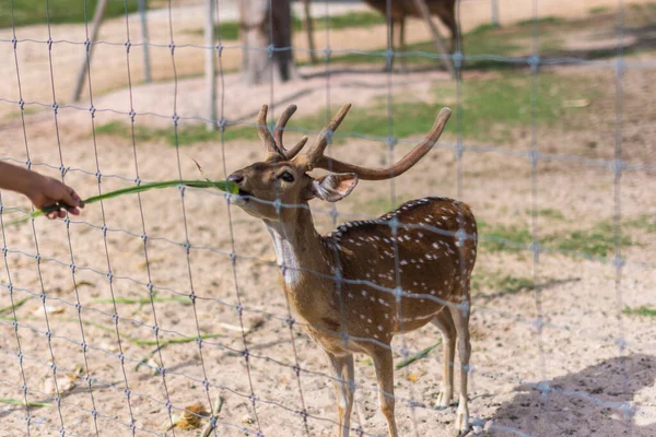 Veados Zoológico — Fotografia de Stock