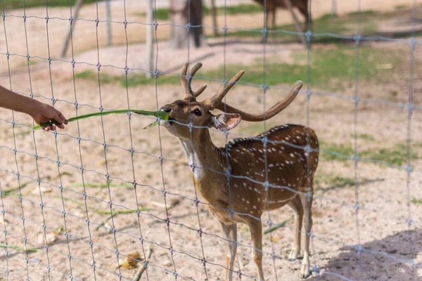 Veados Zoológico — Fotografia de Stock