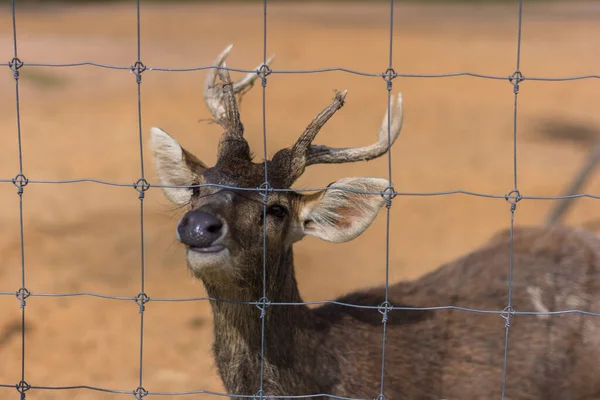 Veados Zoológico — Fotografia de Stock