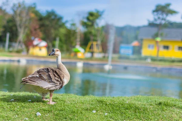 Ganso Zoológico — Fotografia de Stock