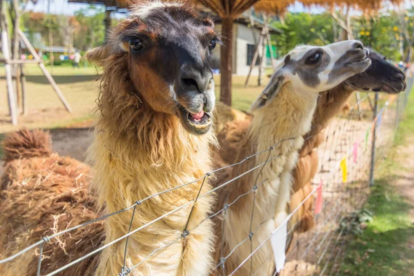 Hayvanat Bahçesindeki Lama — Stok fotoğraf