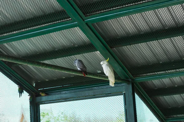 Papagei Zoo — Stockfoto