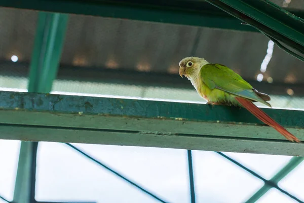 Papagaio Zoológico — Fotografia de Stock