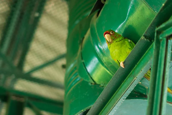 Papagei Zoo — Stockfoto