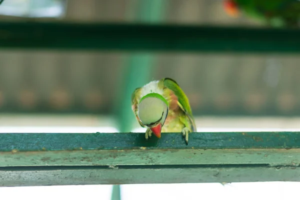 Papagei Zoo — Stockfoto
