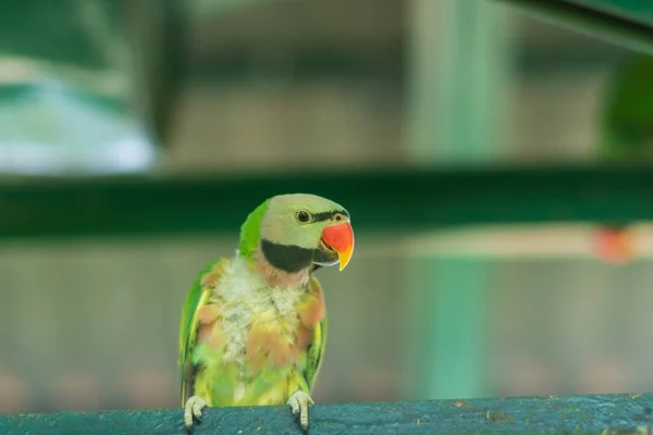 Papoušek Zoo — Stock fotografie